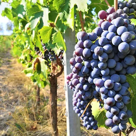 Tenuta Barbadoro * Montespertoli